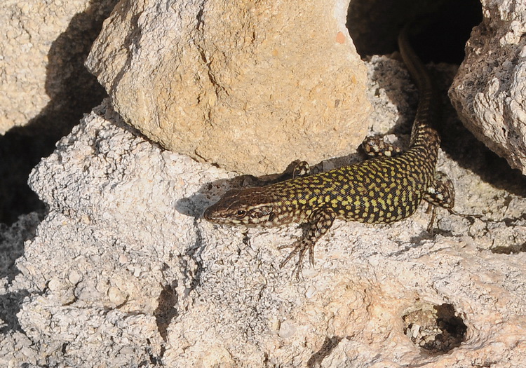 Podarcis dall''Isola di Pianosa